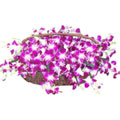 Flowers to India