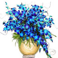 Flowers to India