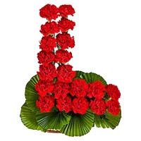Carnation Flowers in India