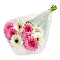 Special Diwali Flowers to India. Pink White Gerbera Bouquet 12 Flowers in India