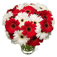 Diwali Flowers in India to Send Red White Gerbera in Vase 20 Flowers in India