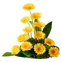Place Order for Yellow Gerbera Basket of 12 Flowers Delivery in India