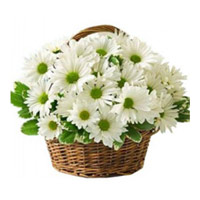 Deliver Rakhi White Gerbera Basket of 20 Rakhi Flowers to India