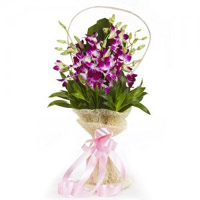 Flower Delivery to India on Diwali. Purple Orchid Bunch of 8 Stems Flowers in India