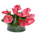 Bouquet of 10 Anthurium Flowers to India