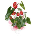 Bouquet of 12 Anthurium Flowers to India