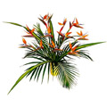 Flowers to India : Bird of Paradise Flowers to India : 15 Flowers Bouquet