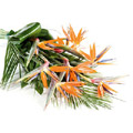 Flowers to India : 10 Bird Of Paradise