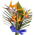 Flowers to India : Bouquet of 5 Bird Of Paradise
