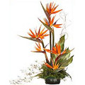 Send Flowers to India : Bird of Paradise Arrangement of 15 Flowers to India