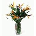 Flowers to India : Bird of Paradise in Vase Arrangement