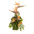 Flowers to India : Arrangement of Bird Of Paradise 10 Flowers to India