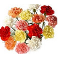 Mixed Carnation Bouquet 12 Flowers to India