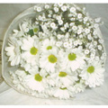 White Gerbera Bouquet of 24 Flowers