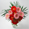 Flowers to India : 2 Dozen Red and Pink Gerberas in Hand Bouquet Arrangement for India