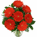 Anniversary Red Gerbera Flowers to India