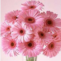 Anniversary Pink Gerbera Flowers to India