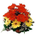 Flowers to India : One Dozen Red and Yellow Gerbera Bouquet Flowers to India