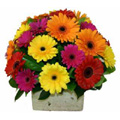 Flowers to India : Mixed Gerbera Hand Tied Bouquet to India