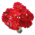 Anniversary Red Gerbera Flowers to India