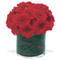 Flowers to India : Red Gerbera in Vase Arrangement : Arrangement of 12 Flowers to India