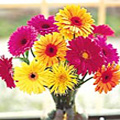 Send Flowers to India