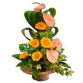 Flowers to India : Anthurium and Gerbera Arrangement of 15 Flowers to India