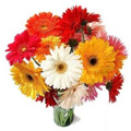 Flowers to India : Mixed Gerbera Bouquet of 12 Flowers to India on Birthday