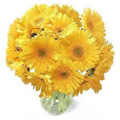 Yellow Gerbera Bouquet 12 Flowers