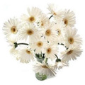 White Gerbera Bouquet 12 Flowers