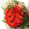 Flowers to India : 36 Orange Gerbera Bouquet to India