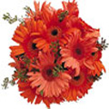 Flowers to India : 24 Orange Gerbera Bouquet