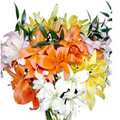 Flowers to India : Mixed Lily Flowers to India