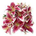 Anniversary Pink Lily Flowers to India