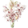 White Orchids Flowers to India