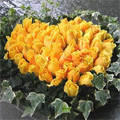 Birthday Flowers to India