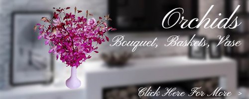 Orchids Flowers to Gandhinagar