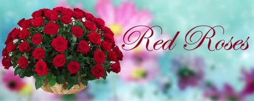 Red Roses to India