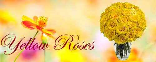 Yellow Roses to India