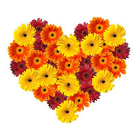 Diwali Flowers to India. Online Mixed Gerbera Heart 50 Flowers to India