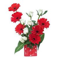 Send Flowers to India : Red Gerbera White Roses
