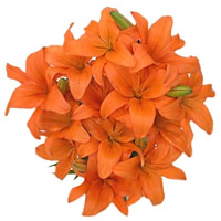 Diwali Flowers in India. Orange Lily Bouquet 15 Flower Stems